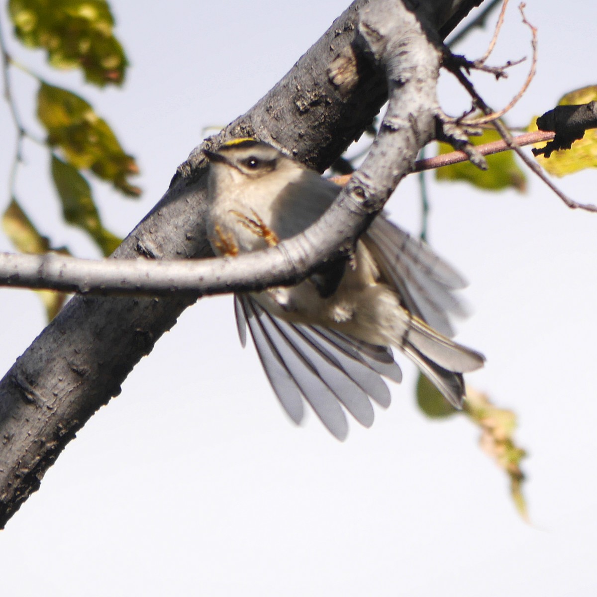 Golden-crowned Kinglet - ML255475251