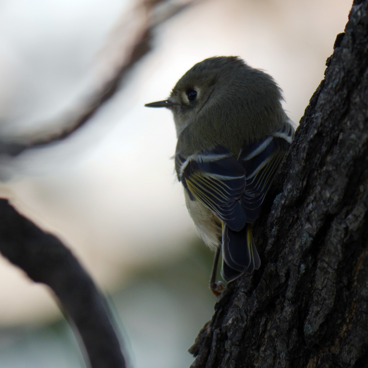 Ruby-crowned Kinglet - ML255475271