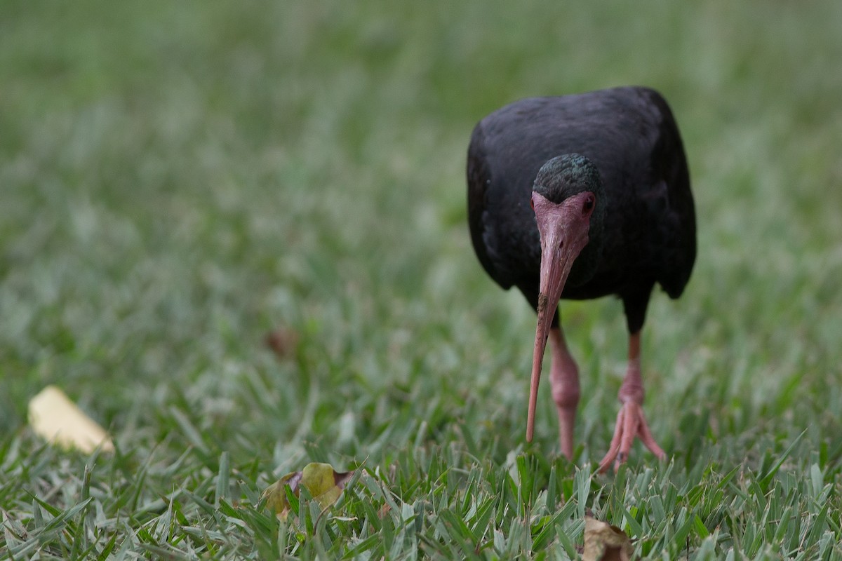 ibis tmavý - ML25547541