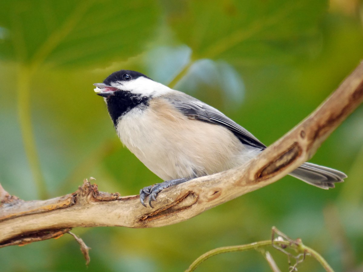 Black-capped Chickadee - ML255475451