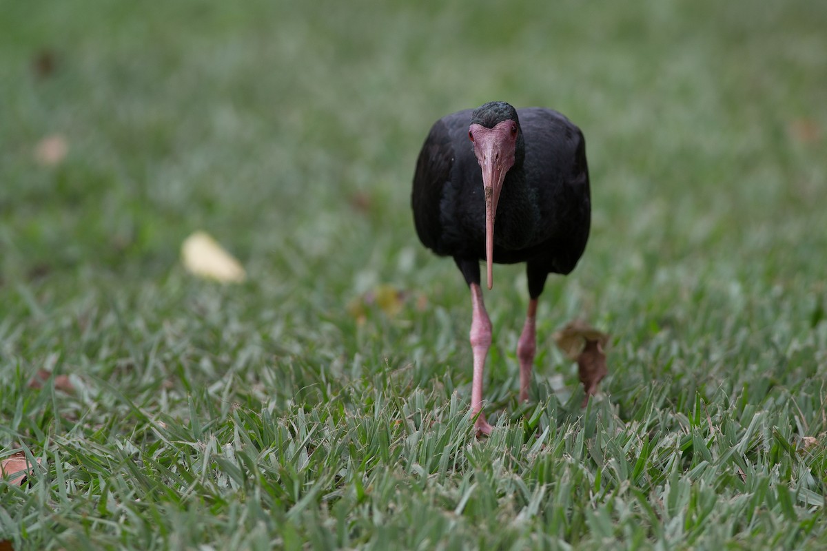 Bare-faced Ibis - Chris Wood