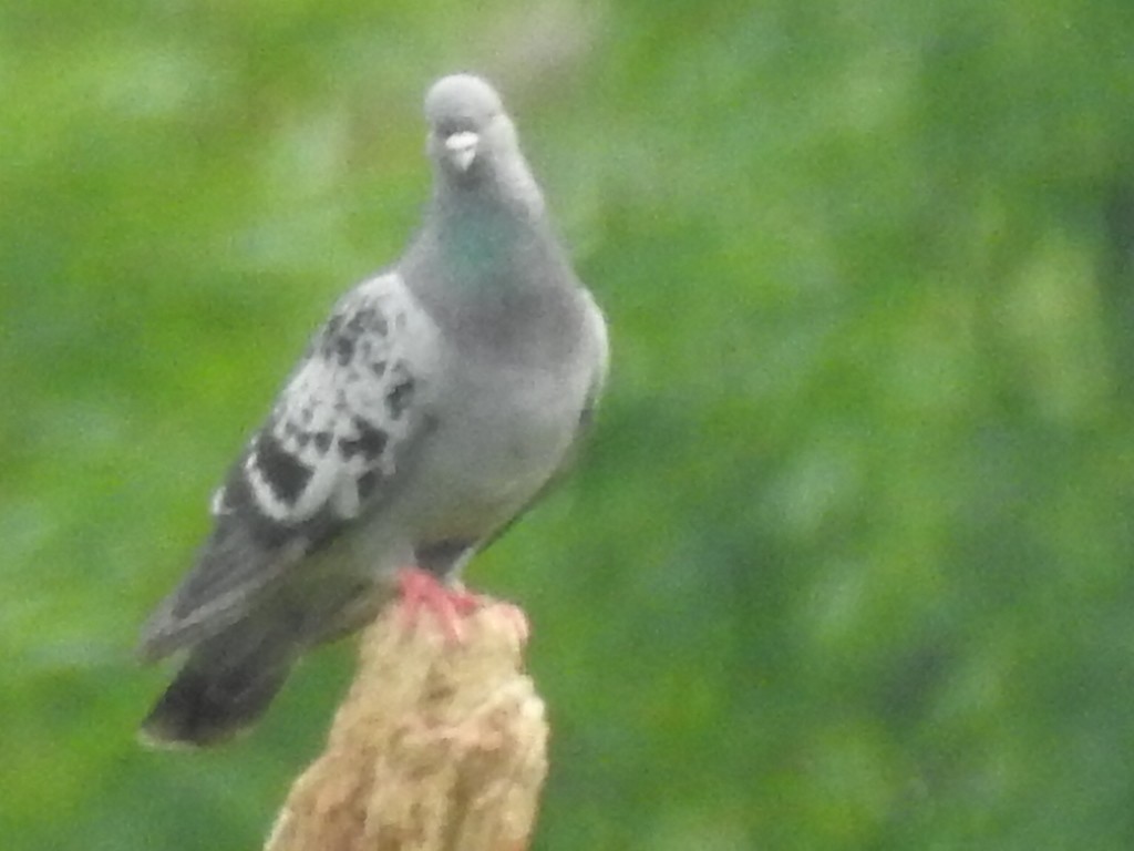 Rock Pigeon (Feral Pigeon) - ML255475981