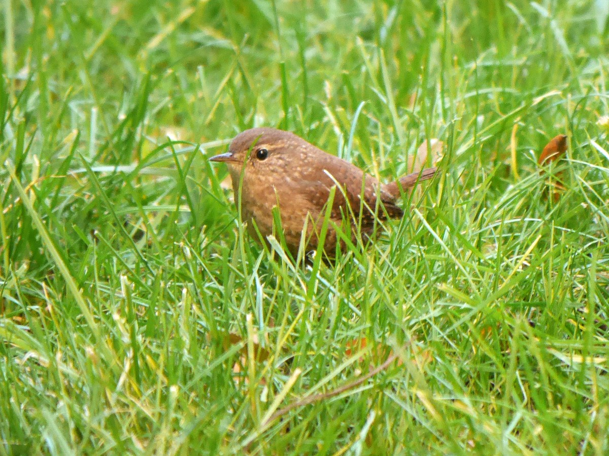 Winter Wren - Ed Gaillard