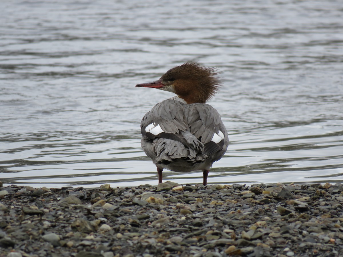 Common Merganser - ML255477931