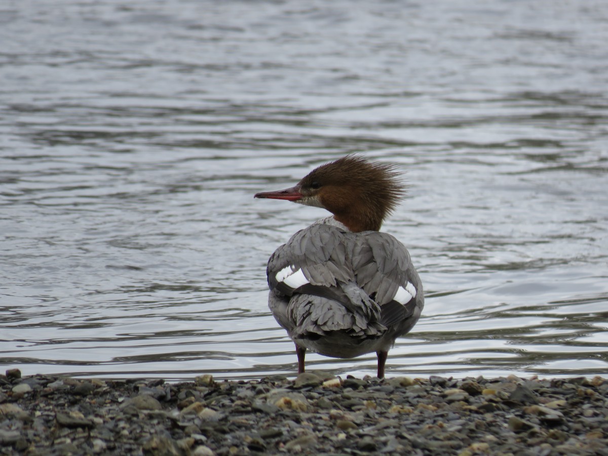 Common Merganser - ML255477951