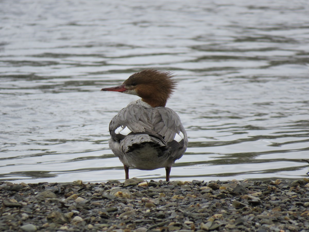 Common Merganser - ML255477991