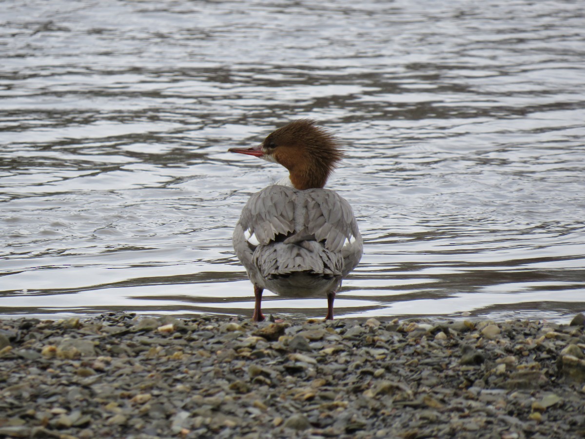 Common Merganser - ML255478011