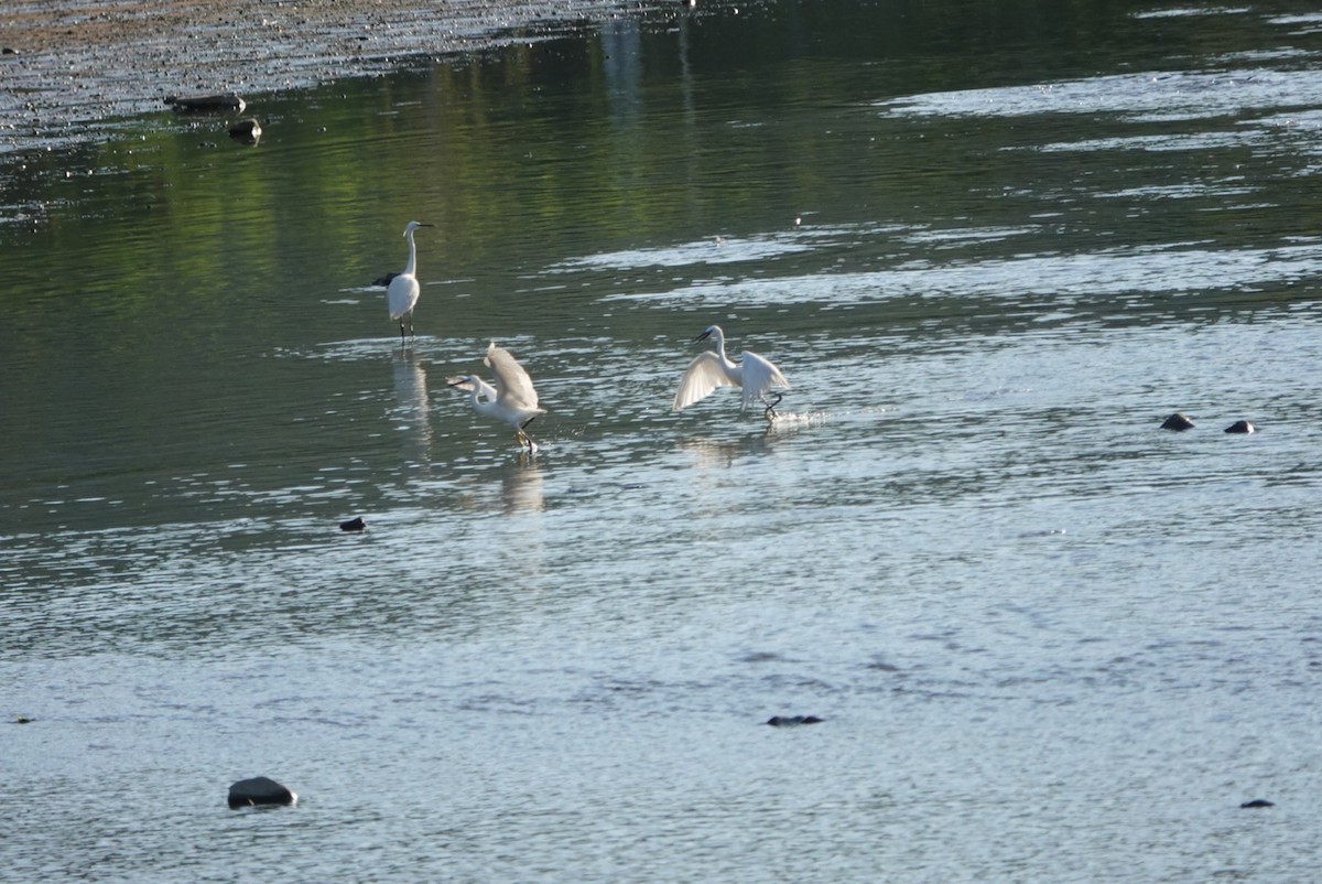 Little Egret - ML255478961