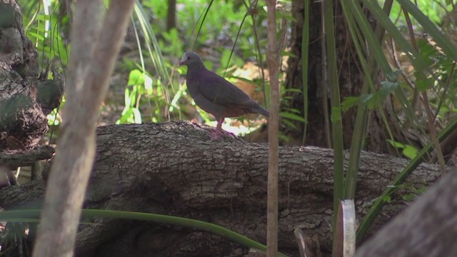 Голубок білолобий - ML255479081