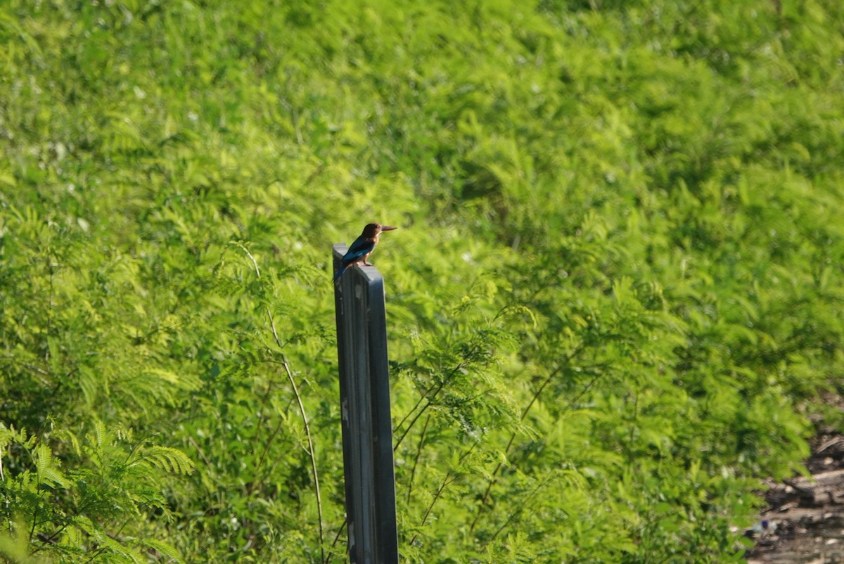 White-throated Kingfisher - ML255479591