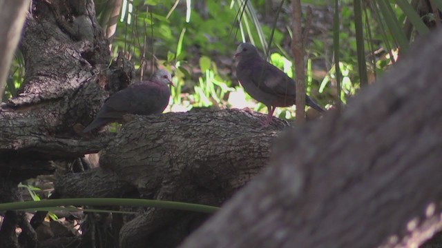 Gray-fronted Quail-Dove - ML255479701