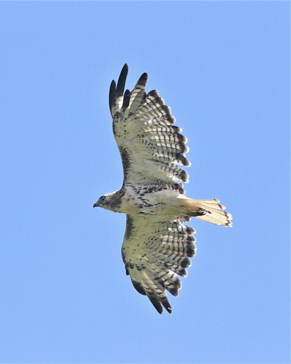 Red-tailed Hawk - John Siller