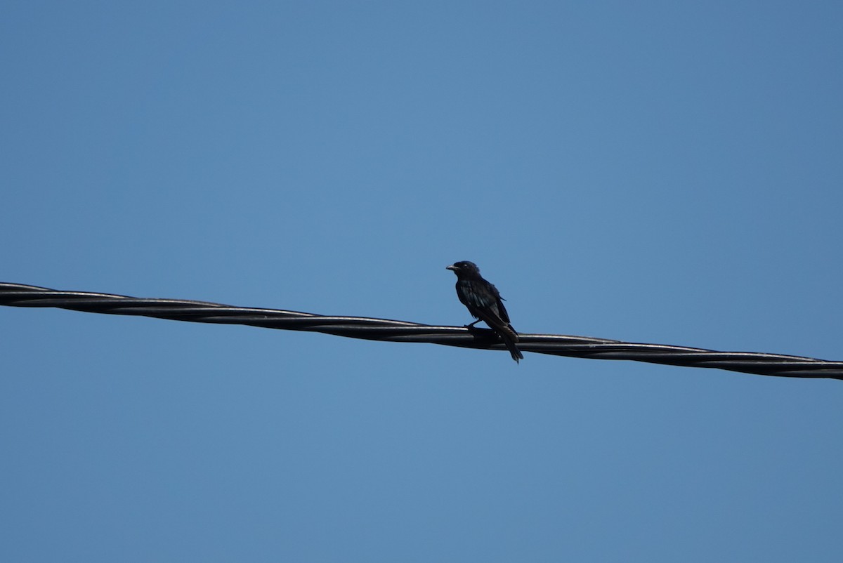 Black Drongo - ML255479831