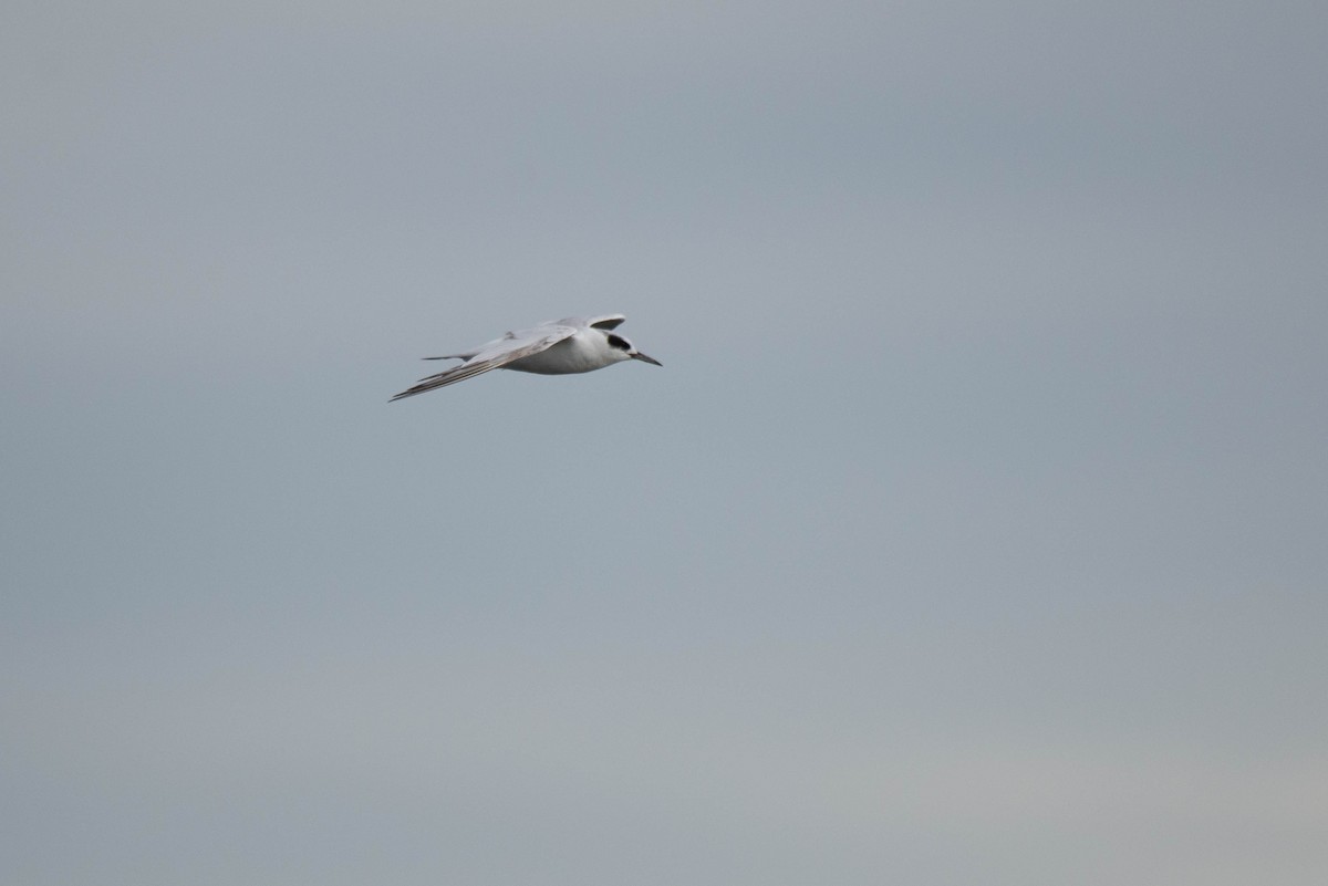 Forster's Tern - ML255480041