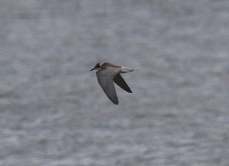 Black Tern - ML255480291