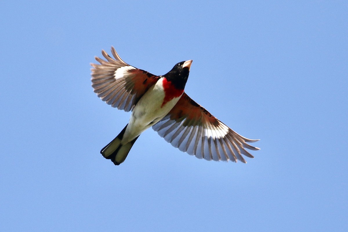 Rose-breasted Grosbeak - Karl Bardon