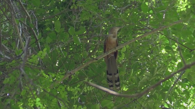 Тако кубинський [група merlini] - ML255481641