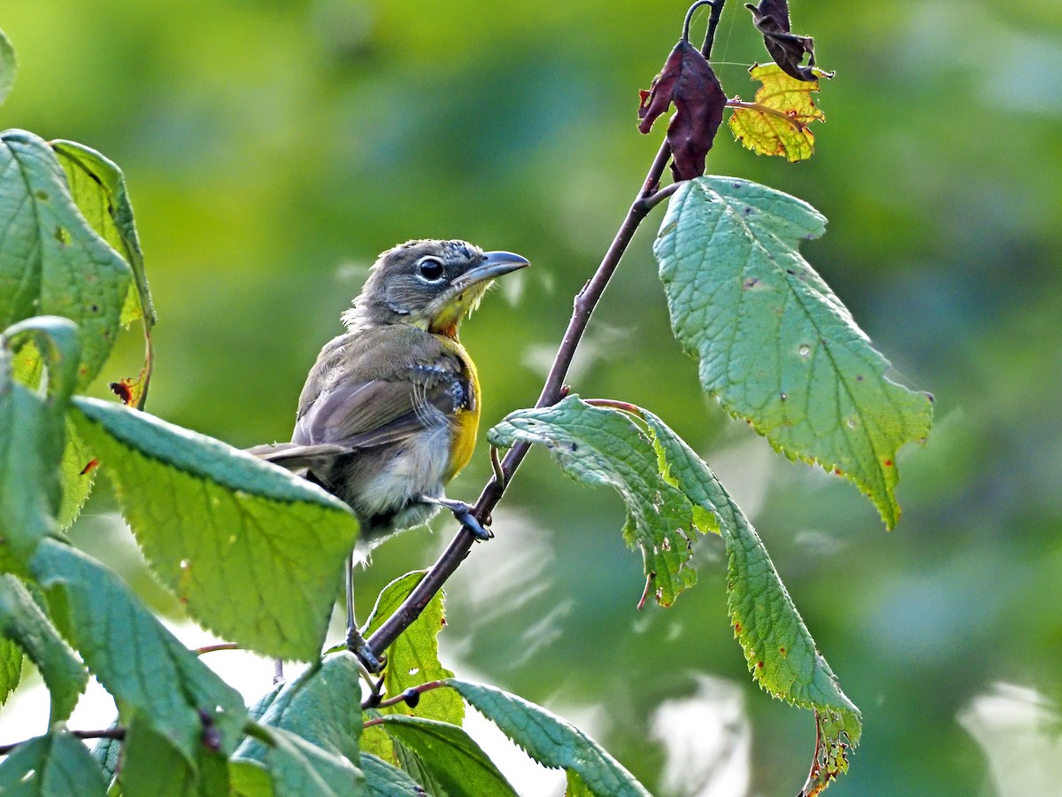 Yellow-breasted Chat - ML255482341