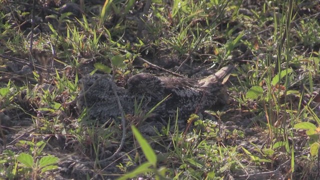 Анаперо антильський - ML255482801