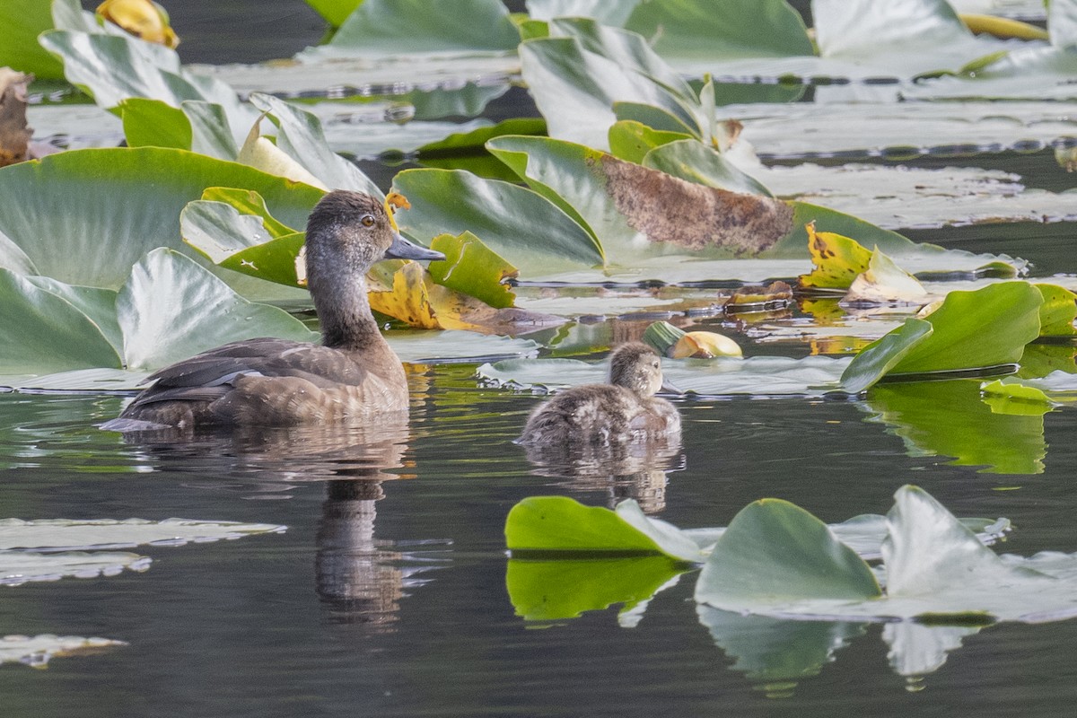 Ring-necked Duck - Scott Heppel