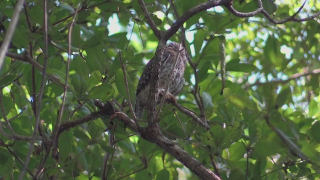 Сичик-горобець кубинський - ML255484131