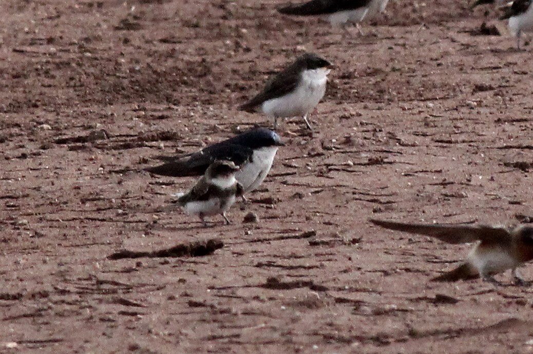 Bank Swallow - ML255484941