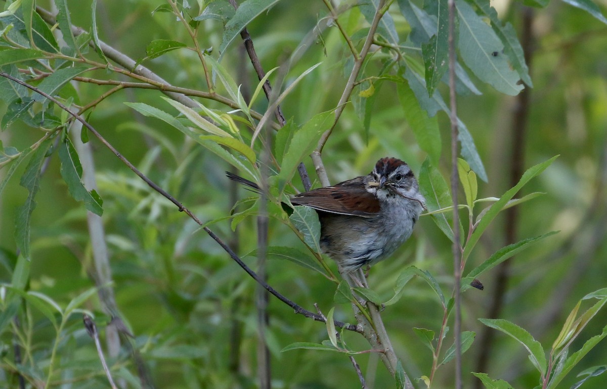 Swamp Sparrow - ML255485731