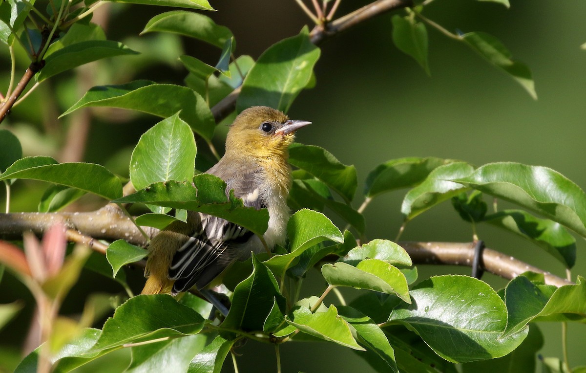 Baltimore Oriole - ML255485931