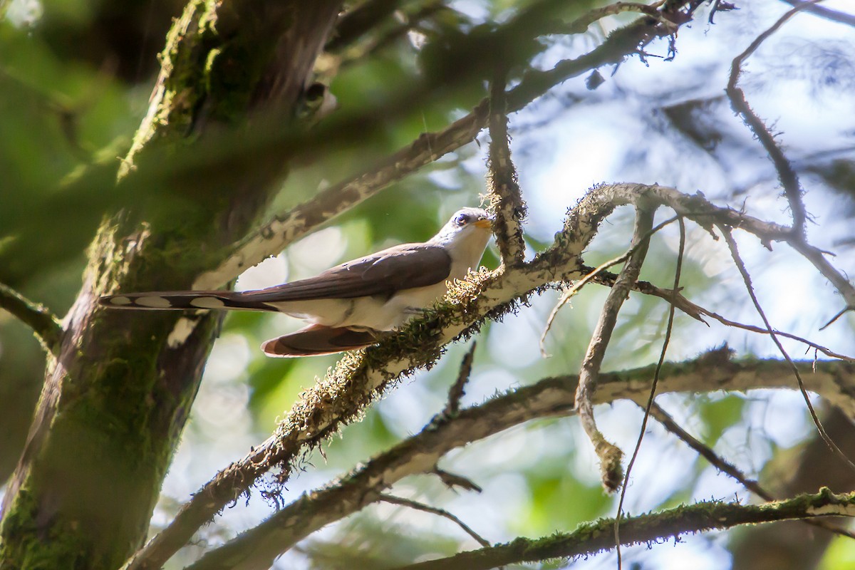 Yellow-billed Cuckoo - ML255486081