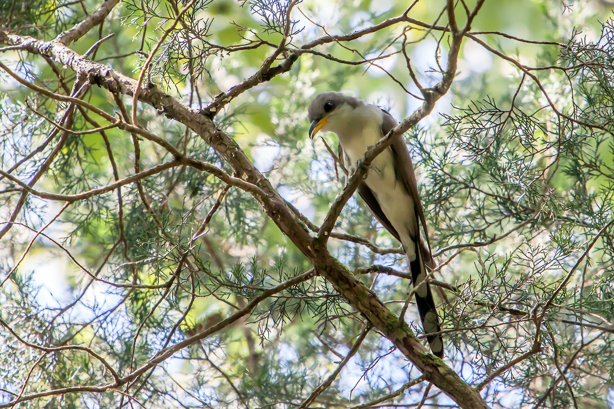 Yellow-billed Cuckoo - ML255486201