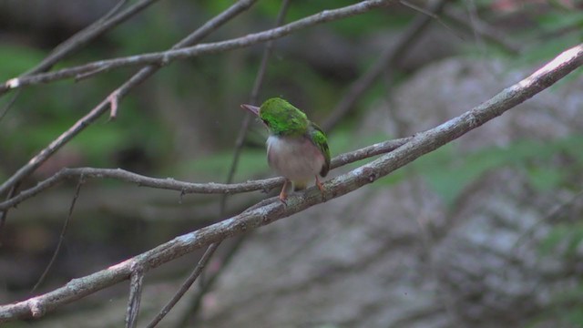 Тоді кубинський - ML255486991