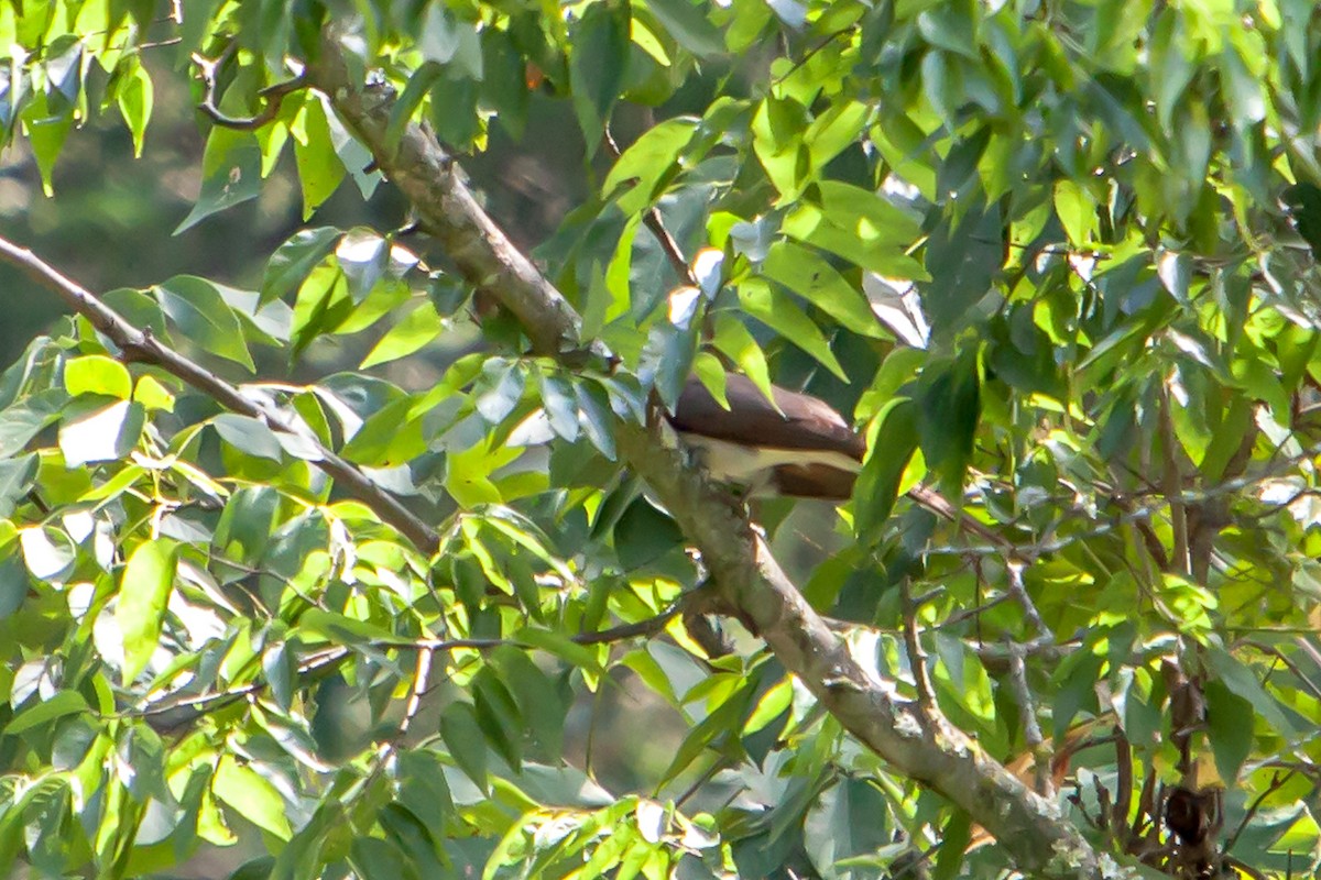 Yellow-billed Cuckoo - ML255487231