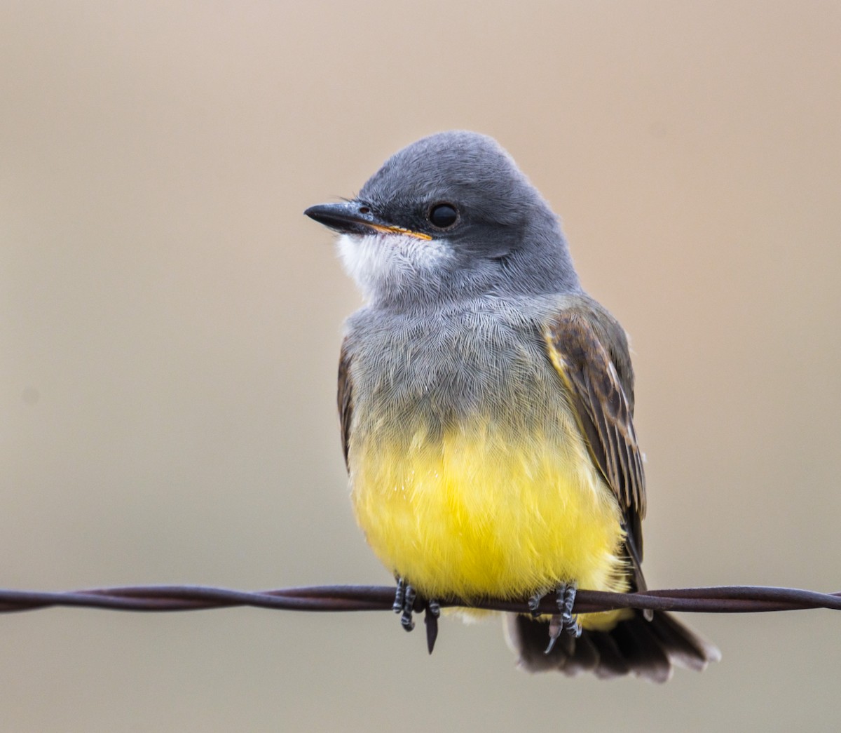 Cassin's Kingbird - ML255488131