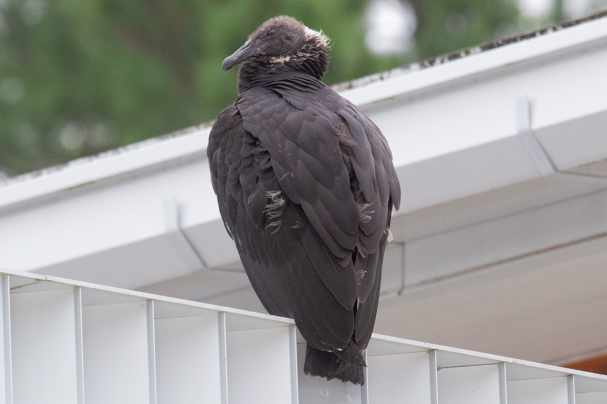 Black Vulture - Kent Fiala