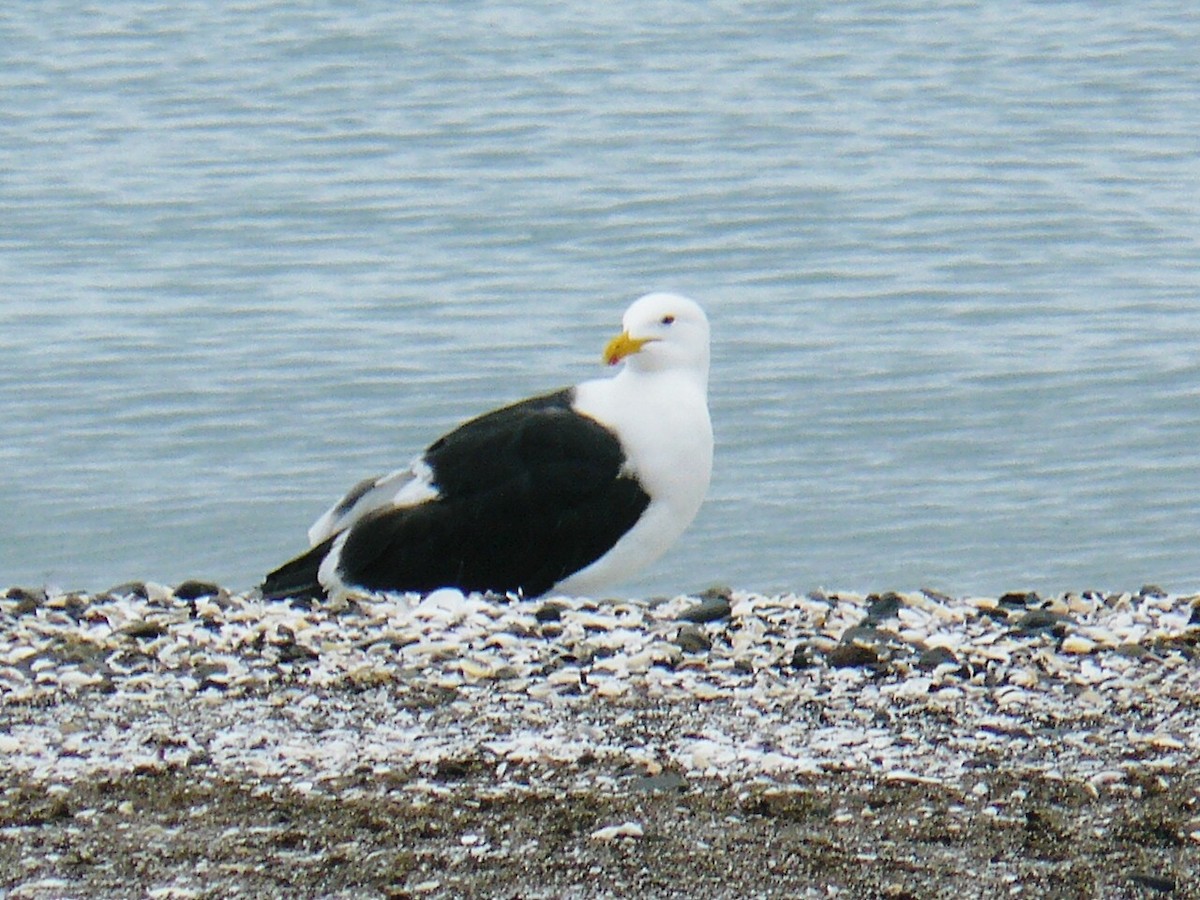 Kelp Gull - ML255489191