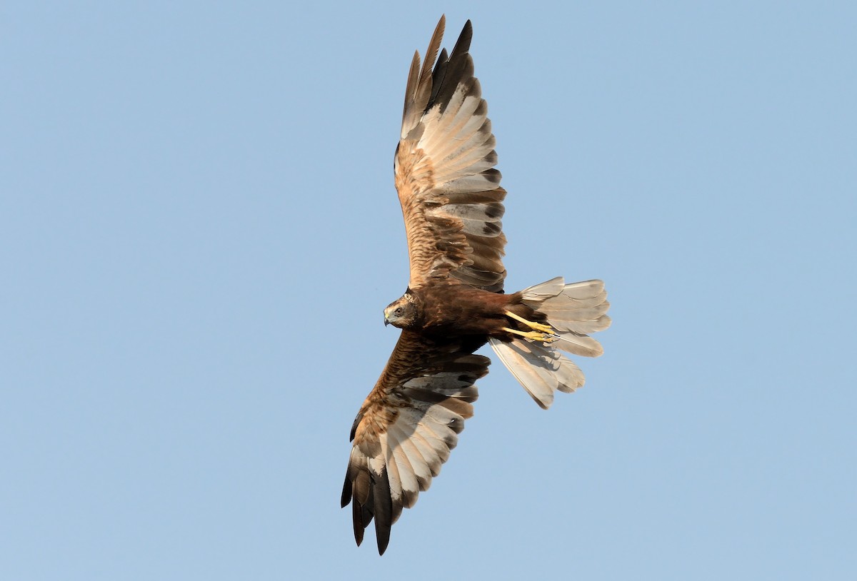 Western Marsh Harrier - ML255489251