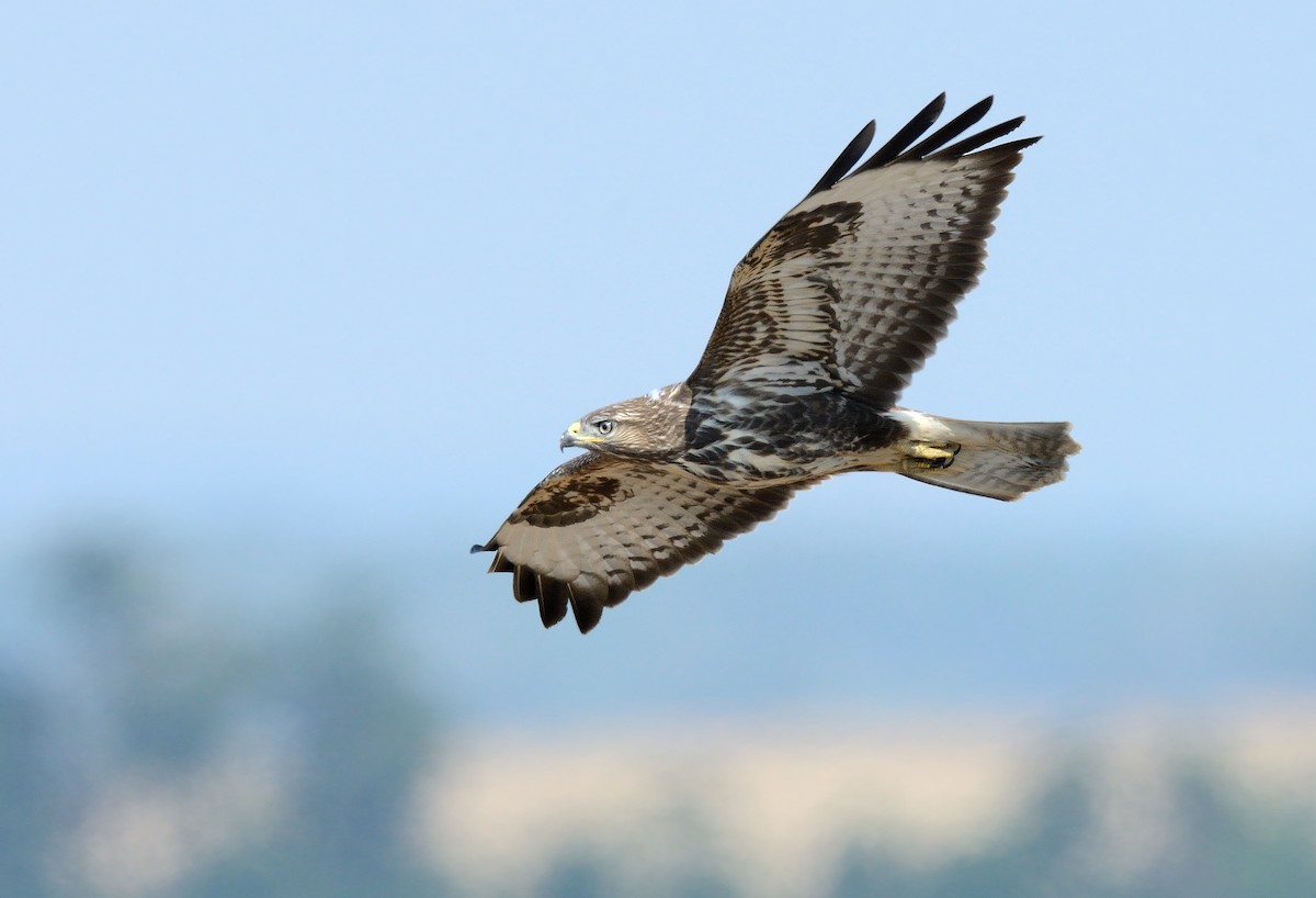 Common Buzzard - ML255489271