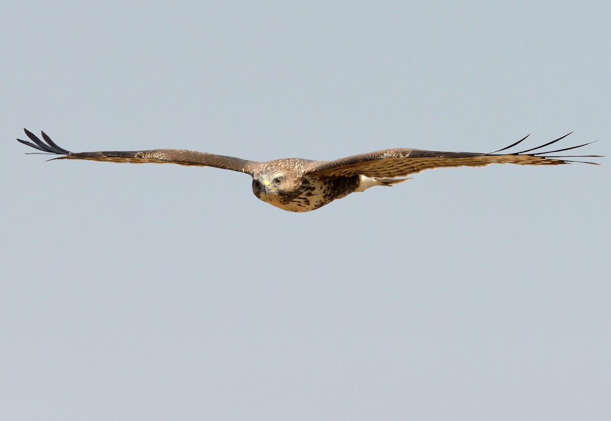 Common Buzzard - ML255489281