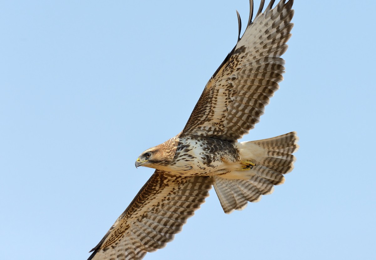 Common Buzzard - ML255489331