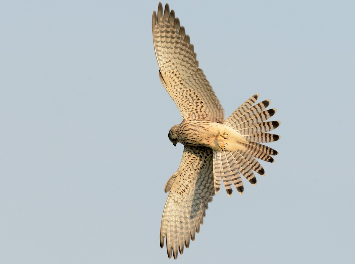 Eurasian Kestrel - ML255489391