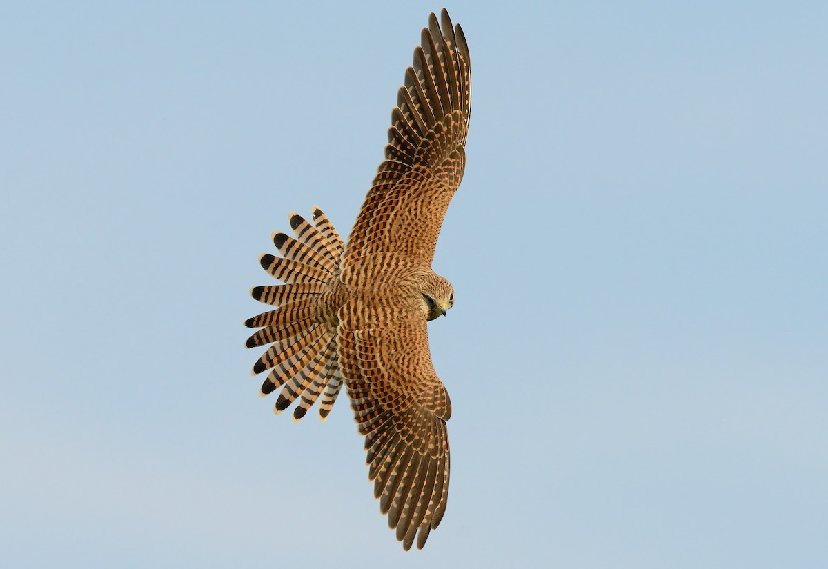 Eurasian Kestrel - ML255489401