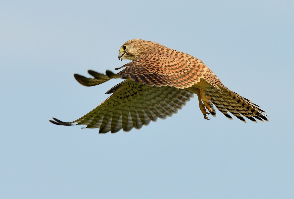 Eurasian Kestrel - ML255489501