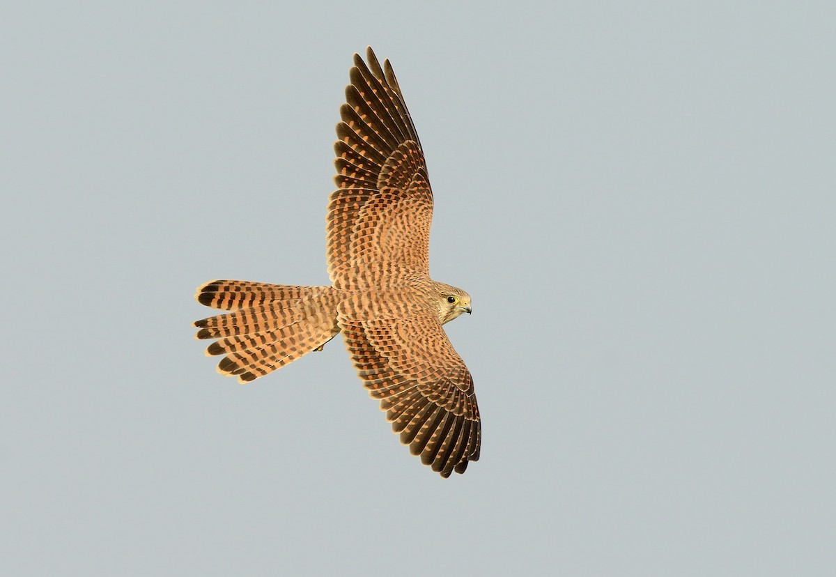 Eurasian Kestrel - ML255489531