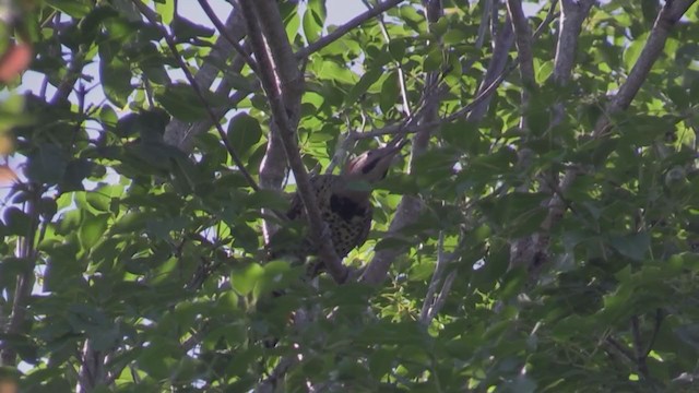 Northern Flicker (Cuban) - ML255489851