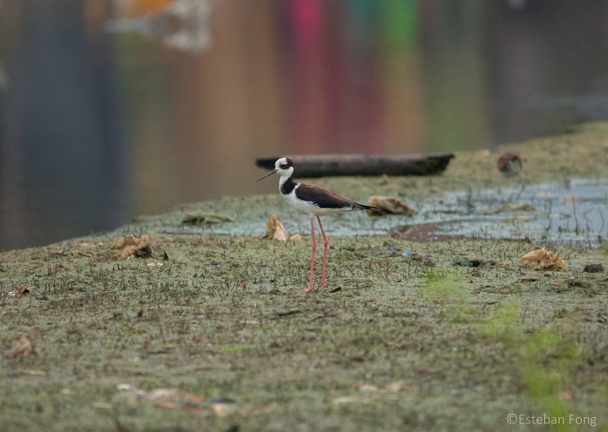 Black-necked Stilt - ML255490471