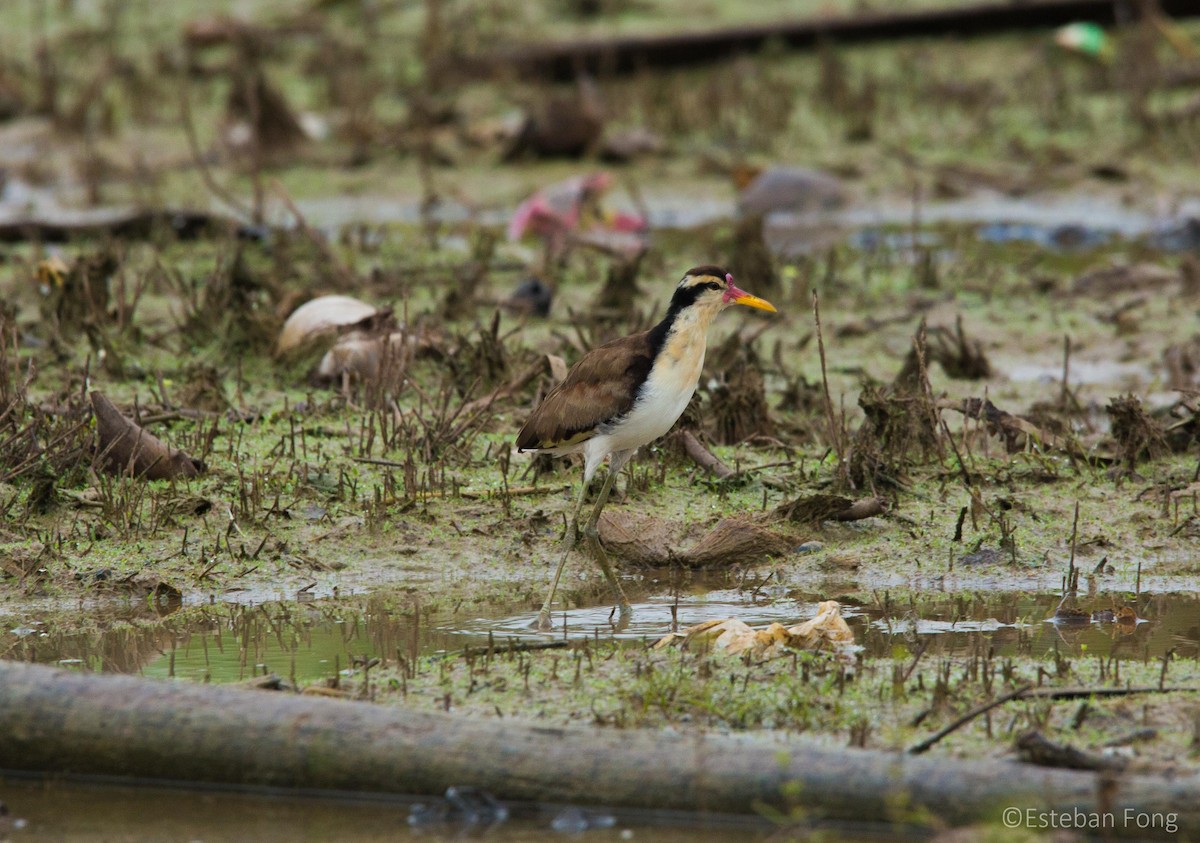 Wattled Jacana - ML255490671