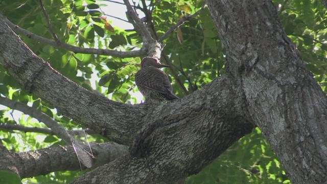 Декол золотистий (підвид chrysocaulosus) - ML255490991