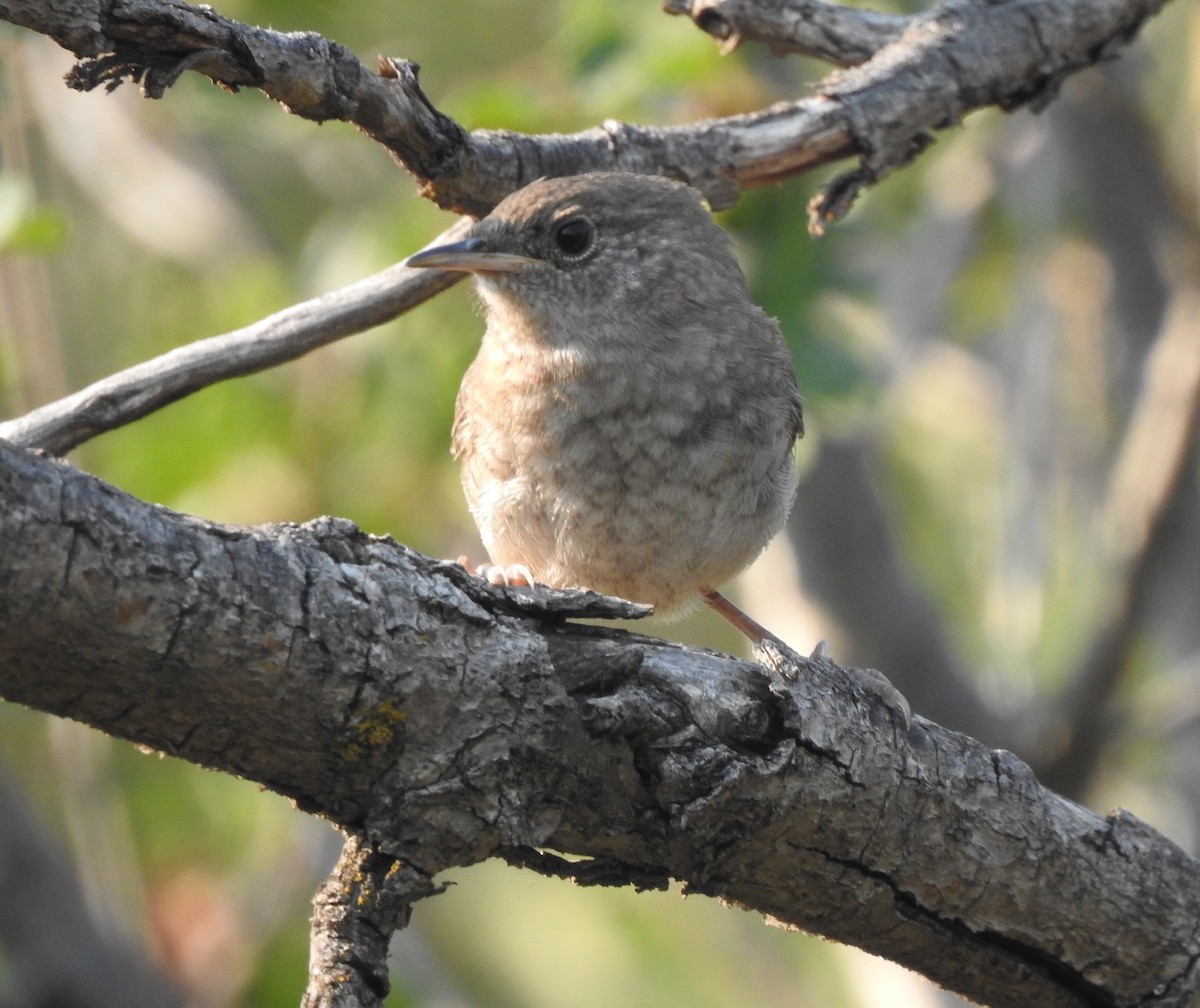 Northern House Wren - ML255491111
