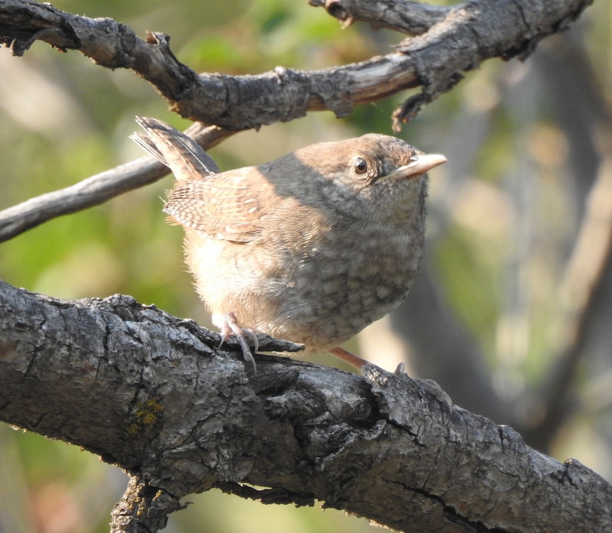 Northern House Wren - ML255491141