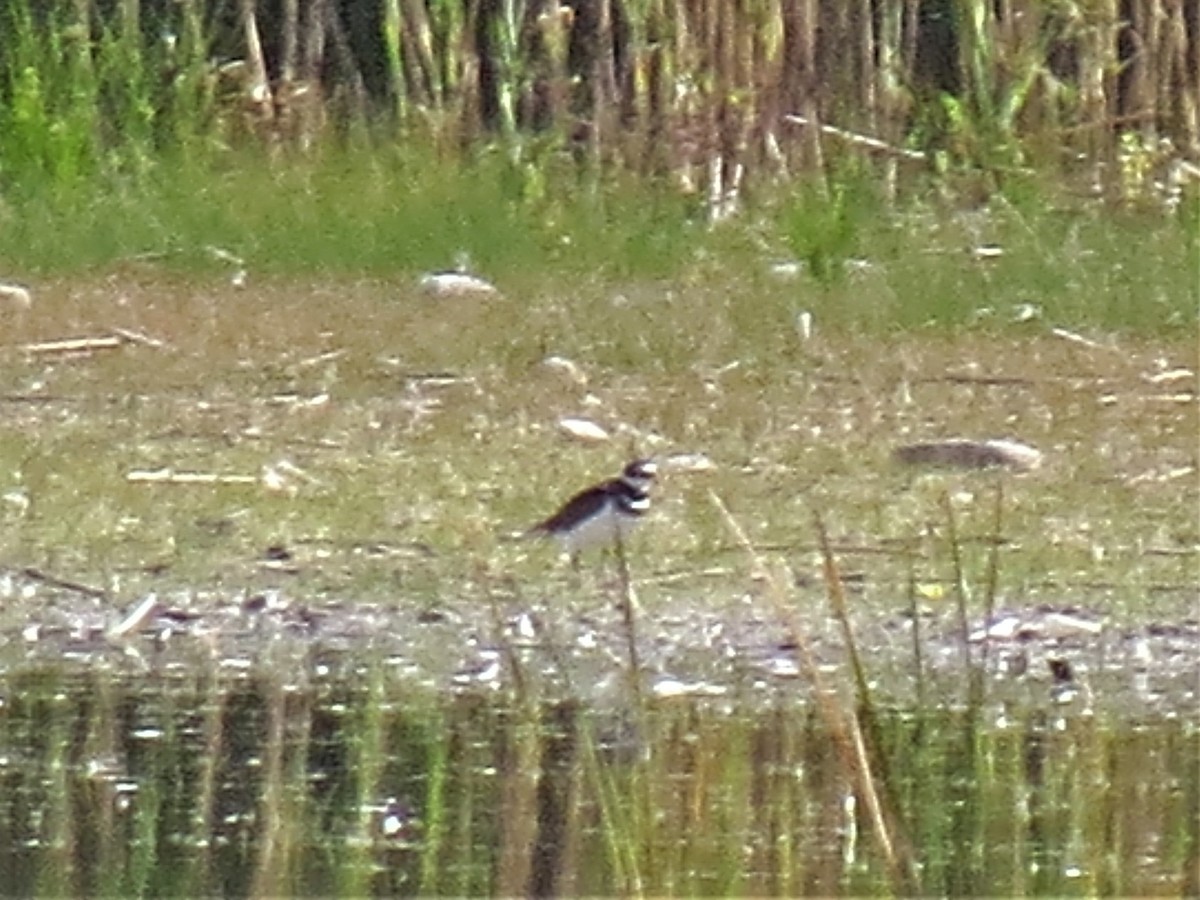 Killdeer - ML255491531